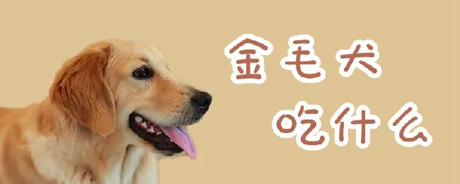 金毛犬吃什么 | 宠物病虫害防治