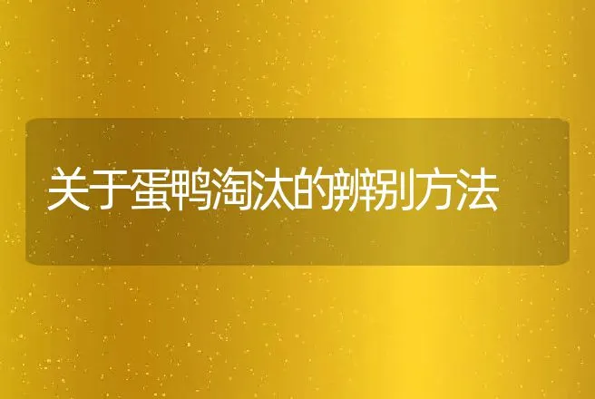 关于蛋鸭淘汰的辨别方法 | 动物养殖