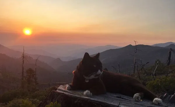 美国“冒险猫”布玛跋山涉水走遍美国著名景点【组图】 | 宠物新闻资讯