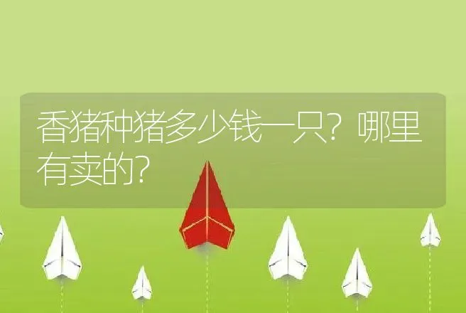 香猪种猪多少钱一只？哪里有卖的？ | 动物养殖