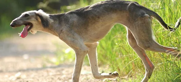 细犬有什么特点?细犬的饲养方法 | 宠物狗饲养