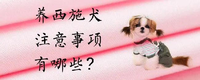 养西施犬的注意事项有哪些 | 宠物病虫害防治