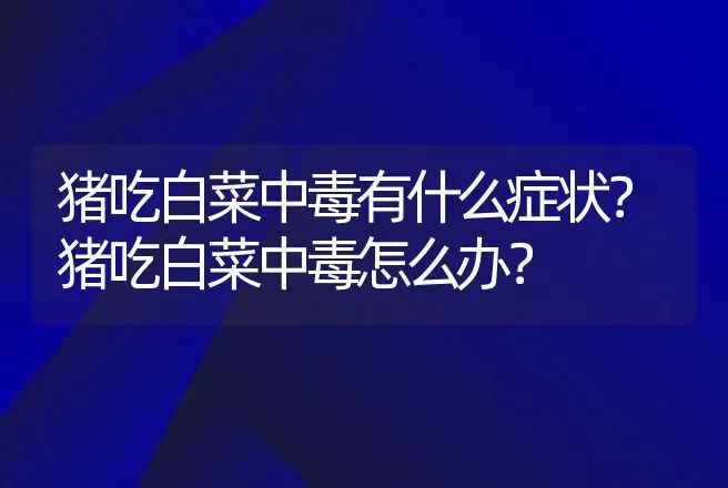 猪吃白菜中毒有什么症状？猪吃白菜中毒怎么办？ | 兽医知识大全