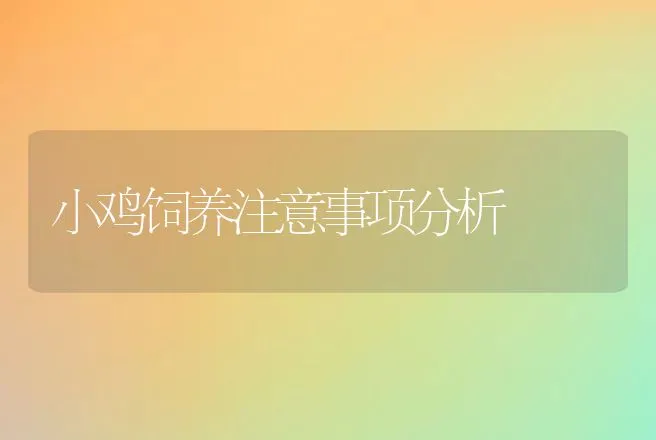 小鸡饲养注意事项分析 | 家禽养殖