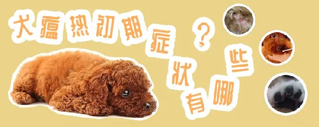 犬瘟热初期症状有哪些 | 宠物病虫害防治