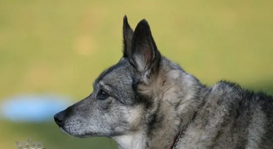 挪威猎鹿犬耳朵怎么护理 耳朵护理教程 | 宠物病虫害防治