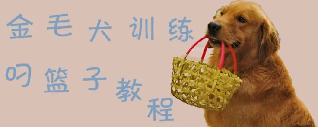 金毛犬训练叼篮子教程 | 宠物训练技巧