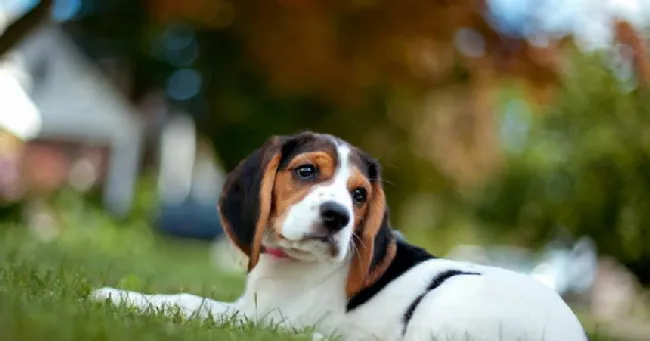 比格犬护食应该怎么纠正？ | 宠物狗训练技巧