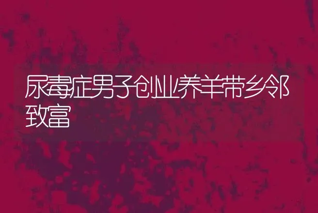 尿毒症男子创业养羊带乡邻致富 | 家畜养殖