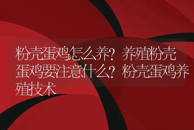 粉壳蛋鸡怎么养?养殖粉壳蛋鸡要注意什么？粉壳蛋鸡养殖技术 | 家禽养殖