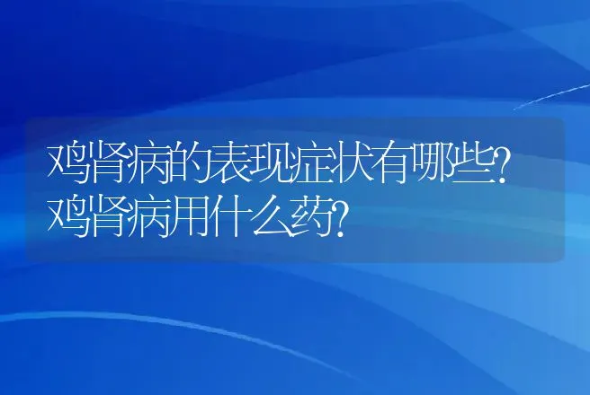 鸡肾病的表现症状有哪些？鸡肾病用什么药？ | 兽医知识大全