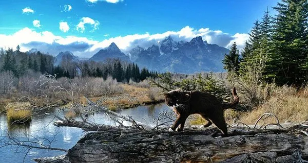 美国“冒险猫”布玛跋山涉水走遍美国著名景点【组图】 | 宠物新闻资讯