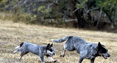 澳洲牧牛犬性格如何 澳大利亚牧牛犬性格介绍 | 宠物病虫害防治