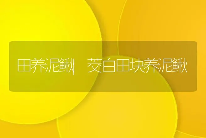 田养泥鳅|茭白田块养泥鳅 | 水产知识