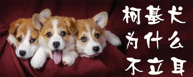 柯基犬为什么不立耳 | 宠物病虫害防治