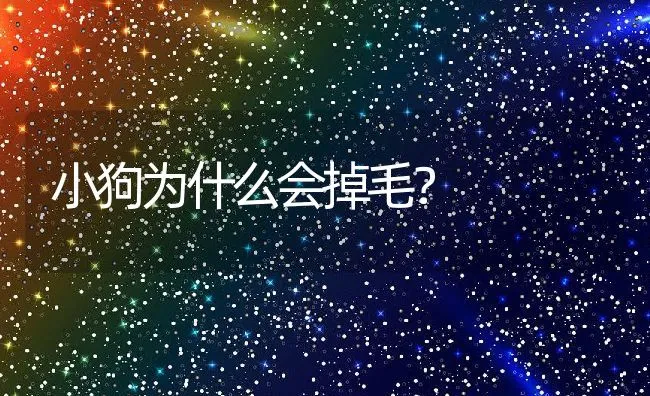 小狗为什么会掉毛？ | 宠物病虫害