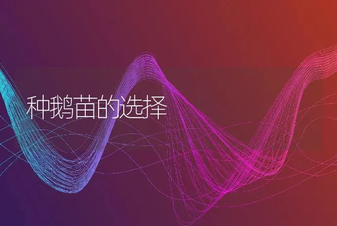 种鹅苗的选择 | 家禽养殖