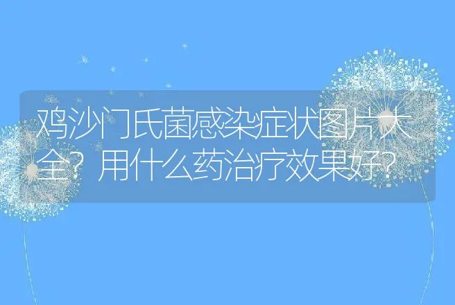 鸡沙门氏菌感染症状图片大全？用什么药治疗效果好？ | 兽医知识大全