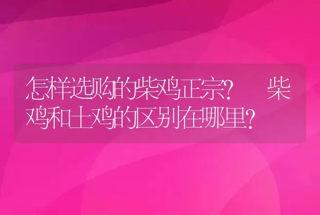 怎样选购的柴鸡正宗? 柴鸡和土鸡的区别在哪里？ | 动物养殖