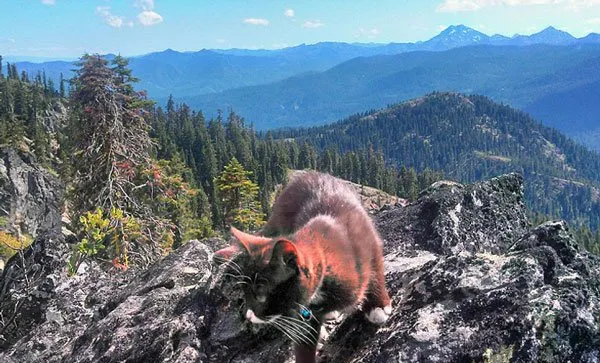 美国“冒险猫”布玛跋山涉水走遍美国著名景点【组图】 | 宠物新闻资讯