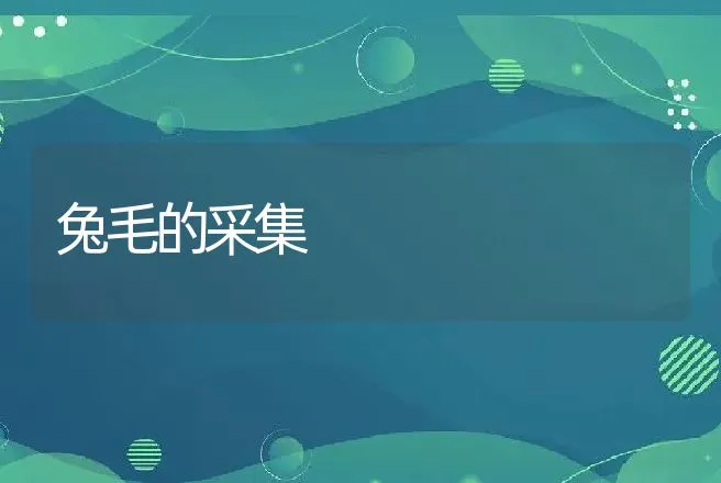 兔毛的采集 | 动物养殖