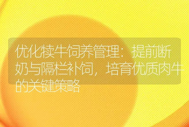 优化犊牛饲养管理：提前断奶与隔栏补饲，培育优质肉牛的关键策略 | 家畜养殖