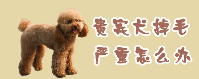 贵宾犬掉毛严重怎么办 | 宠物病虫害防治