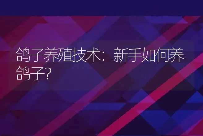 鸽子养殖技术：新手如何养鸽子？ | 家禽养殖