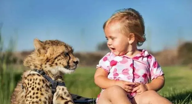 南非Hein Schoeman家的宠物猎豹 你家宠物不够看！ | 宠物新闻资讯