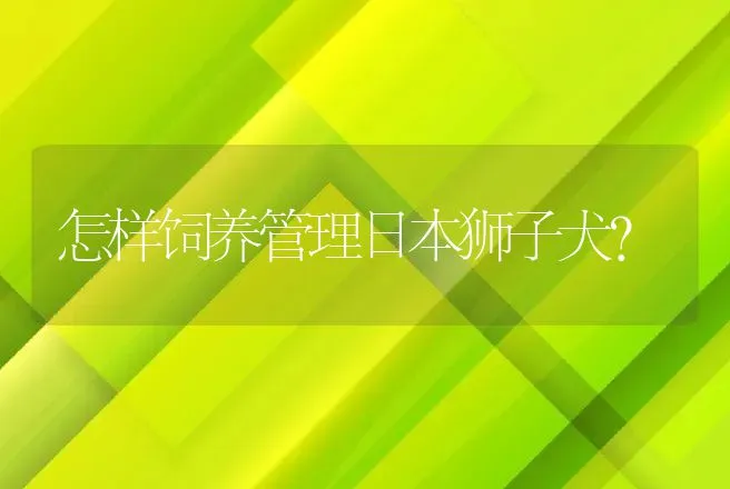 怎样饲养管理日本狮子犬? | 动物养殖