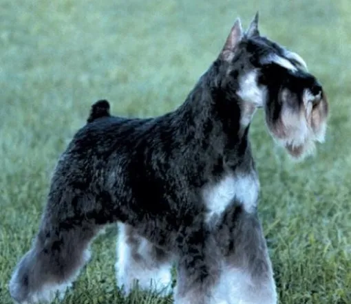 小型雪纳瑞犬的训练方法 | 宠物狗训练技巧