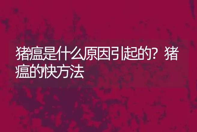 猪瘟是什么原因引起的？猪瘟的快方法 | 兽医知识大全