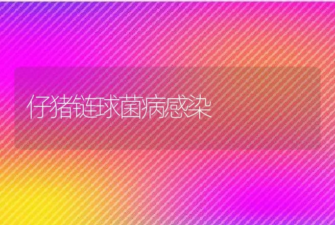 仔猪链球菌病感染 | 动物养殖