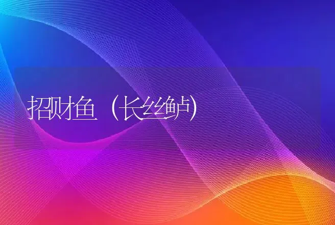 招财鱼（长丝鲈） | 动物养殖