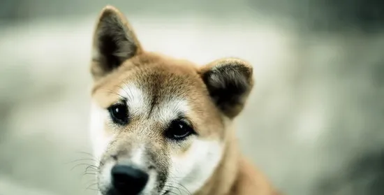 秋田犬怎么养 秋田犬饲养方法 | 宠物病虫害防治