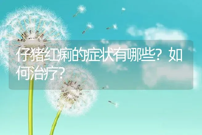 仔猪红痢的症状有哪些？如何治疗？ | 兽医知识大全