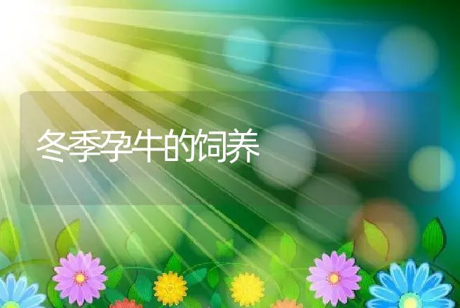 冬季孕牛的饲养 | 动物养殖