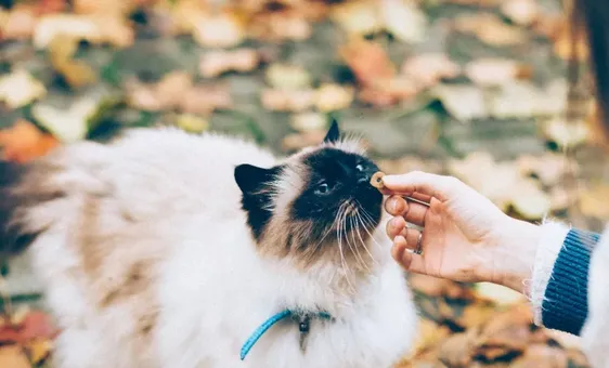 猫咪吃生骨肉的这些好处，是别的食物都比不了的 | 宠物猫饲养