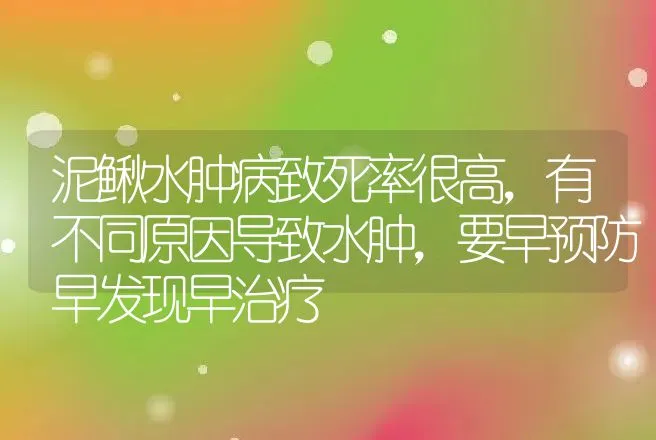 泥鳅水肿病致死率很高，有不同原因导致水肿，要早预防早发现早治疗 | 水产知识