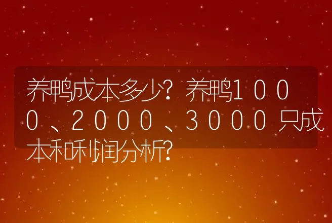 养鸭成本多少?养鸭1000、2000、3000只成本和利润分析? | 家禽养殖