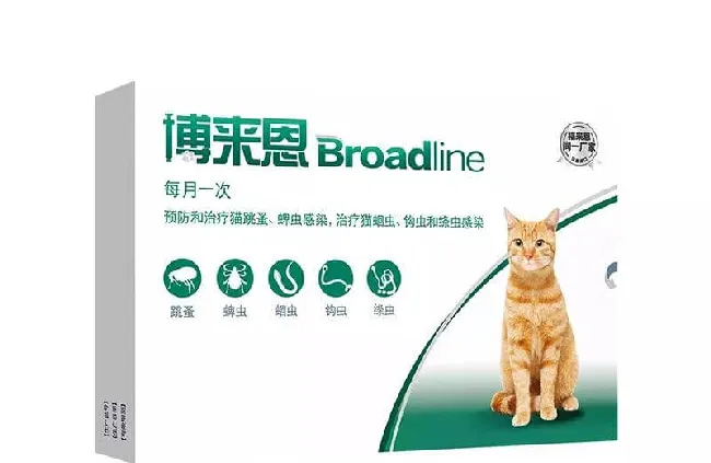 铲屎官不可不知的猫咪驱虫药知识 | 宠物猫病虫害防治