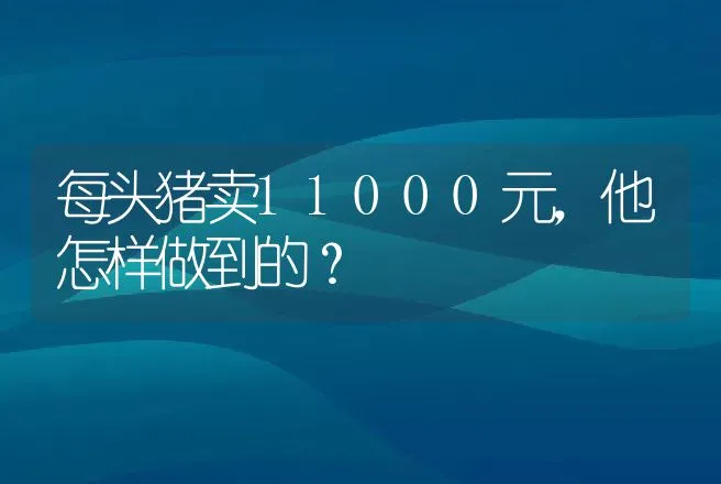 每头猪卖11000元，他怎样做到的？ | 养殖致富