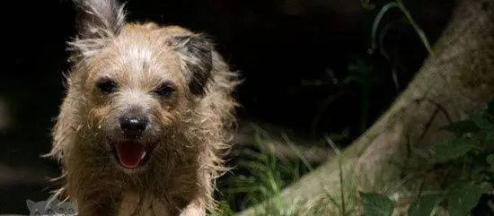 爱尔兰猎狼犬耳朵怎么清洁 爱尔兰猎狼犬耳朵护理方法 | 宠物病虫害防治