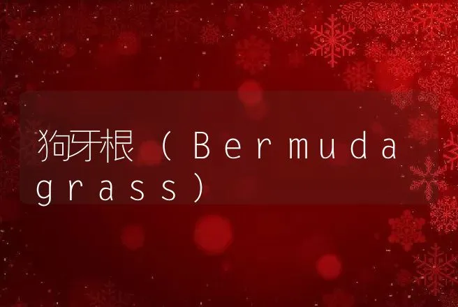 狗牙根 (Bermudagrass) | 动物养殖