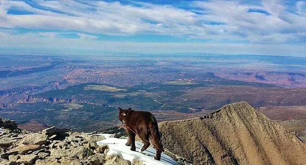 美国“冒险猫”布玛跋山涉水走遍美国著名景点【组图】 | 宠物新闻资讯