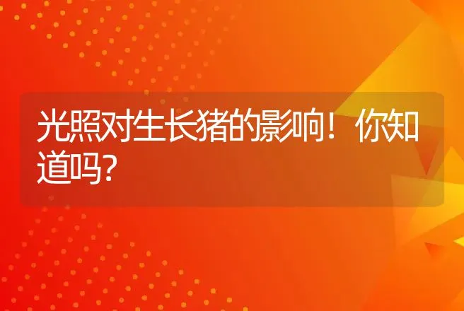 光照对生长猪的影响！你知道吗？ | 养殖致富