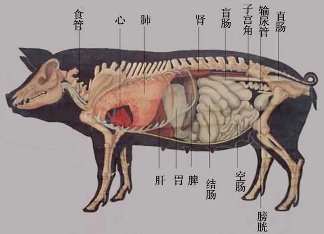 猪的生理解剖图 | 养殖技术大全