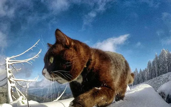 美国“冒险猫”布玛跋山涉水走遍美国著名景点【组图】 | 宠物新闻资讯