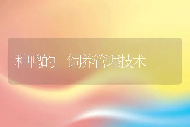 种鸭的 饲养管理技术 | 动物养殖