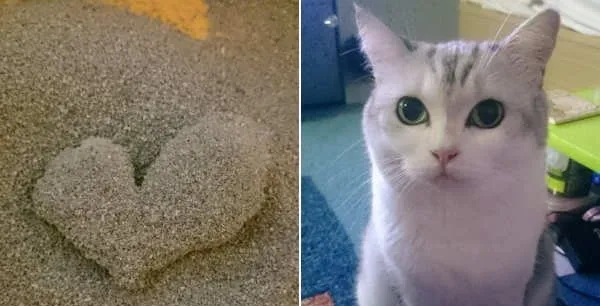 流浪猫遇上好主子一年后用猫砂还给主人一颗‘爱心’ | 宠物新闻资讯